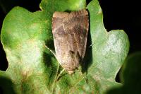 Noctua janthe/janthina