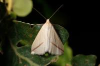 Rhodometra sacraria