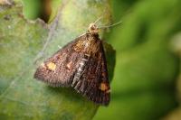 Pyrausta aurata
