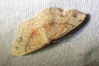 Cyclophora porata