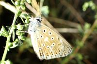 Lysandra bellargus
