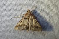 Stemmatophora brunnealis