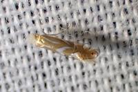 Phyllonorycter