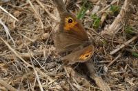 Maniola jurtina