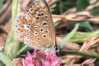 Polyommatus icarus