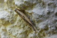 Agriphila inquinatella