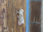 Triodia sylvina