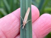 Agriphila tristella