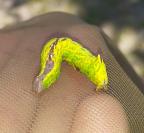 Notodonta dromedarius