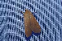 Noctua pronuba