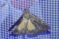 Thalpophila matura