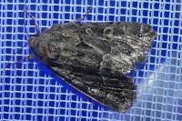 Thalpophila matura