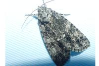 Acronicta rumicis