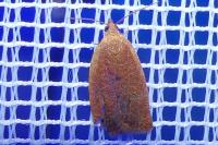 Clepsis consimilana