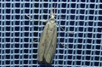 Agriphila geniculea/inquinatella