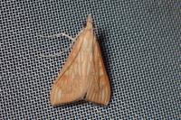 Antigastra catalaunalis