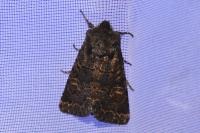 Tholera cespitis