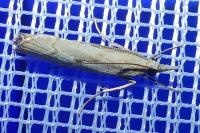 Agriphila geniculea/inquinatella