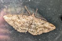 Peribatodes rhomboidaria