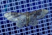 Idaea rusticata
