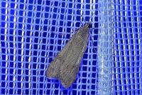 Nomophila noctuella