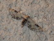 Eupithecia centaureata