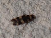 Oegoconia