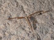 Pterophorus