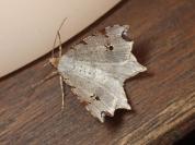 Macaria alternata
