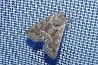 Thalpophila matura