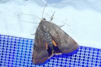 Noctua janthe/janthina