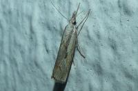 Agriphila geniculea