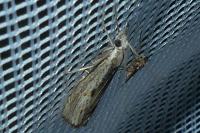 Agriphila geniculea