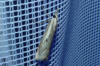 Agriphila geniculea