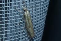 Agriphila geniculea