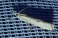Agriphila geniculea