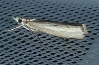 Agriphila geniculea