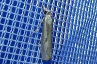 Agriphila geniculea
