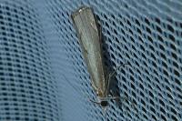 Agriphila geniculea