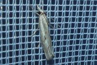 Agriphila geniculea
