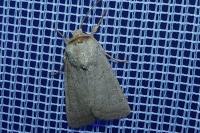 Hoplodrina ambigua