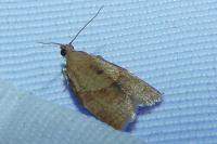 Clepsis consimilana