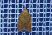 Clepsis consimilana