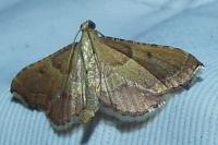 Endotricha flammealis