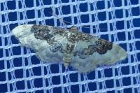 Idaea rusticata