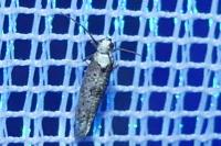 Paraswammerdamia albicapitella