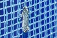 Paraswammerdamia albicapitella