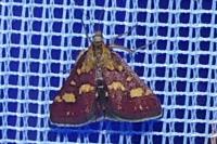 Pyrausta purpuralis