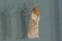 Triodia sylvina