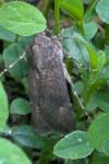 Agrotis